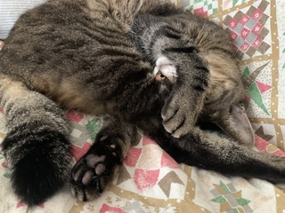 IMG_6761.jpeg