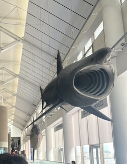 IMG_7901.jpeg